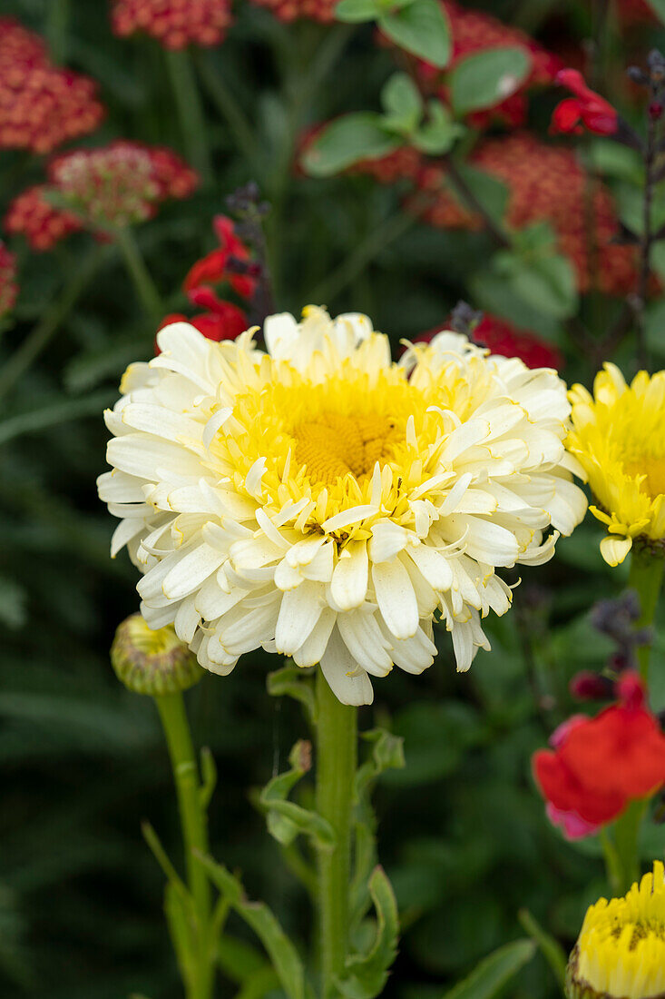 Leucanthemum Real Charmer