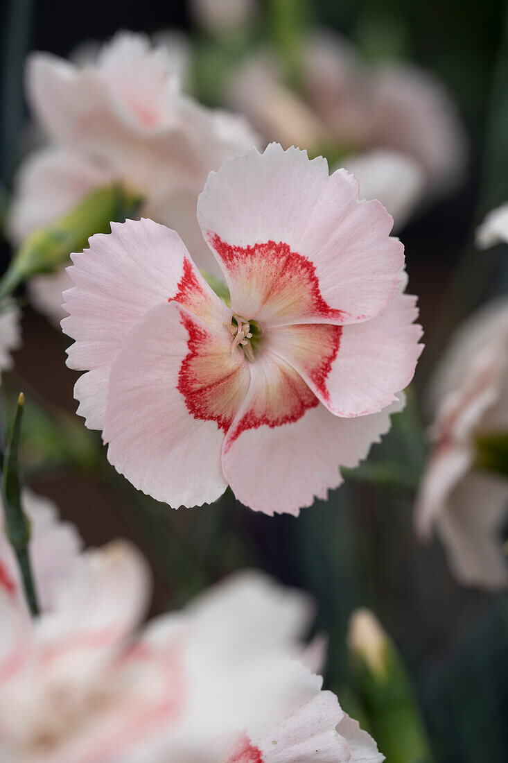 Dianthus Tequila Sunrise