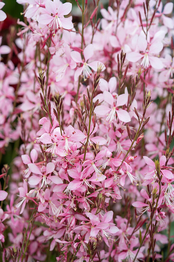 Gaura lindheimeri Emmeline Pink Bouquet