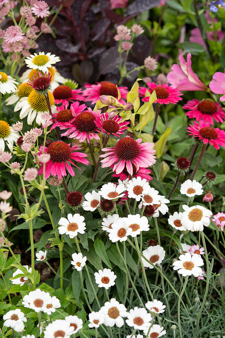 Echinacea Mooodz Awake, Moodz Glory, Rhodanthemum