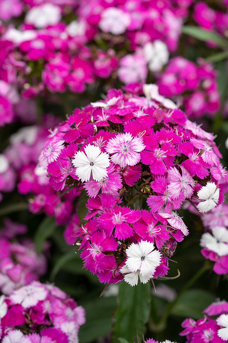 Dianthus barbatus Dash Magician