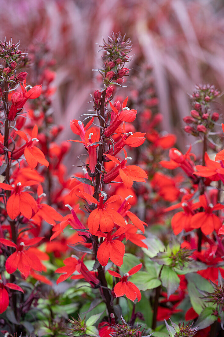 Lobelia x speciosa Starship Scarlet