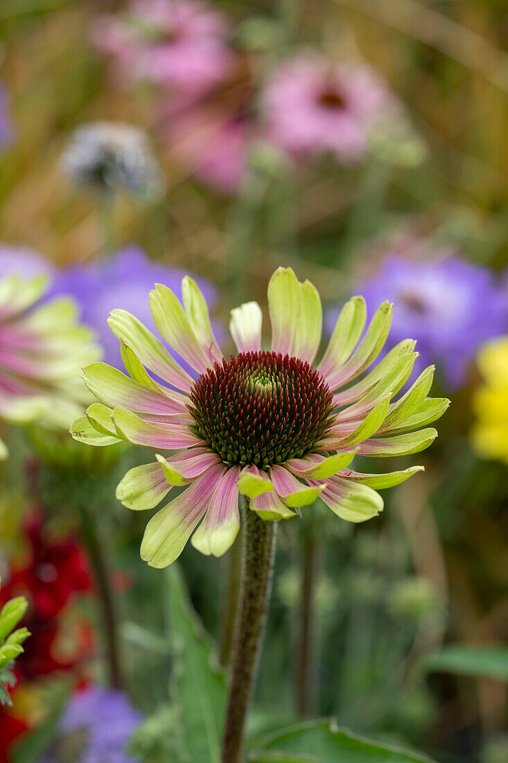 Purpur-Sonnenhut (Echinacea purpurea) 'Green Twister'