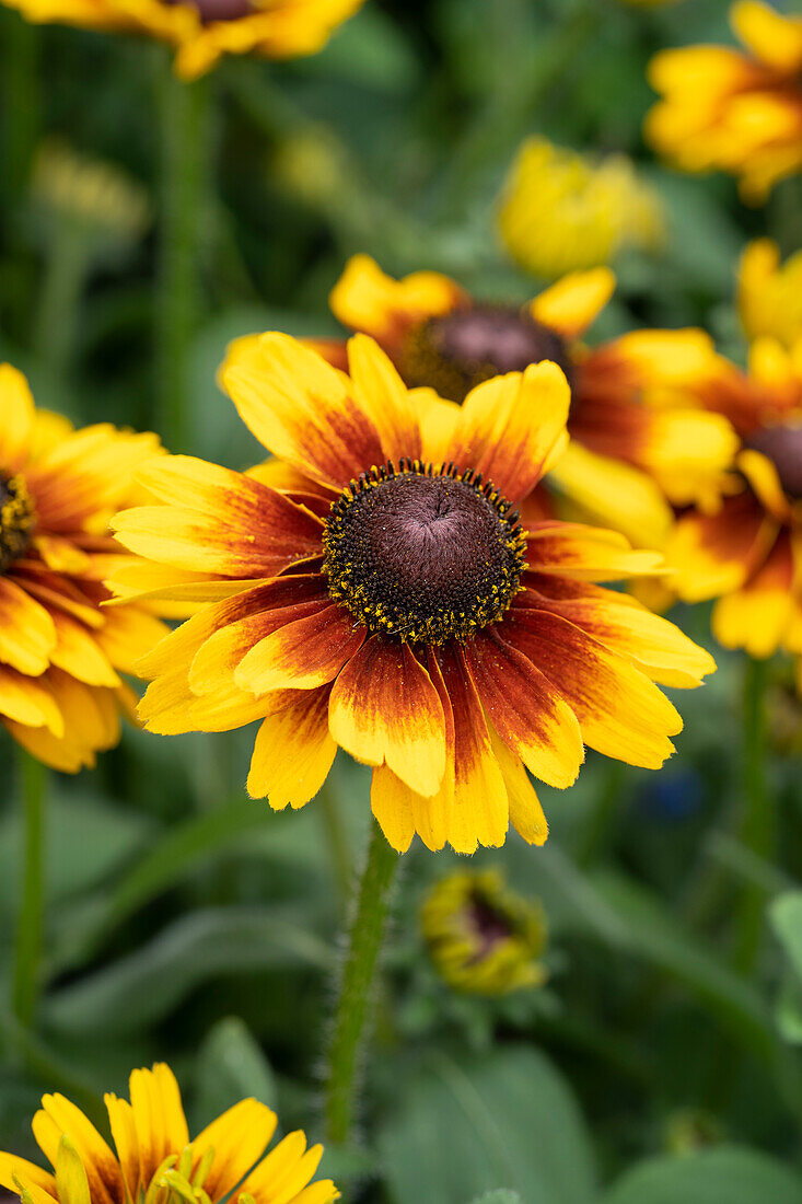 Rudbeckia x hybrida Summer Daisy's  Compact Bicolor, Summerdaisies, Summer Daisies, Summerdaisy, Rudbeckia x hybrida Summerdaisy’s  Compact Bicolor