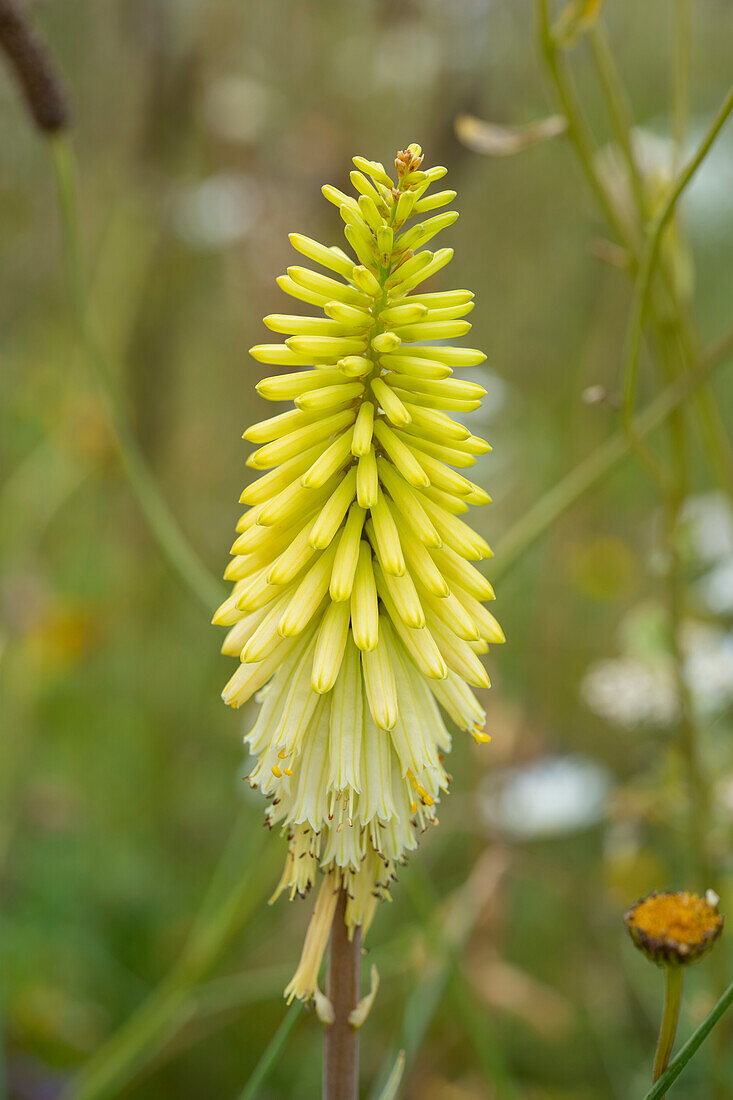 Fackellilie (Kniphofia)