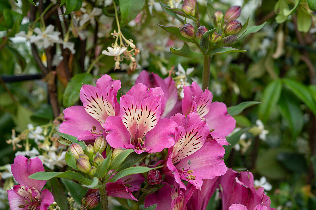 Inkalilie (Alstroemeria) 'Summer Saint'