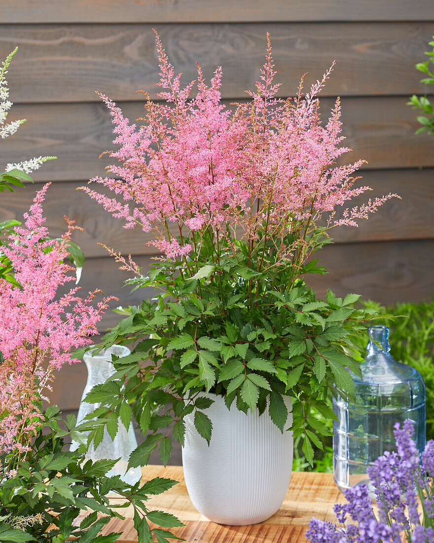 Astilbe Just Magic