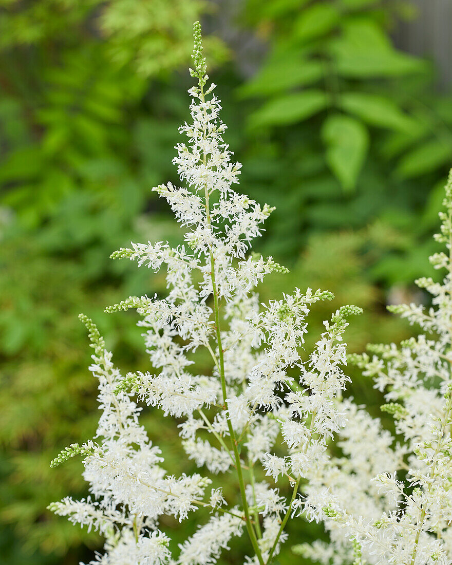 Astilbe Just Watch