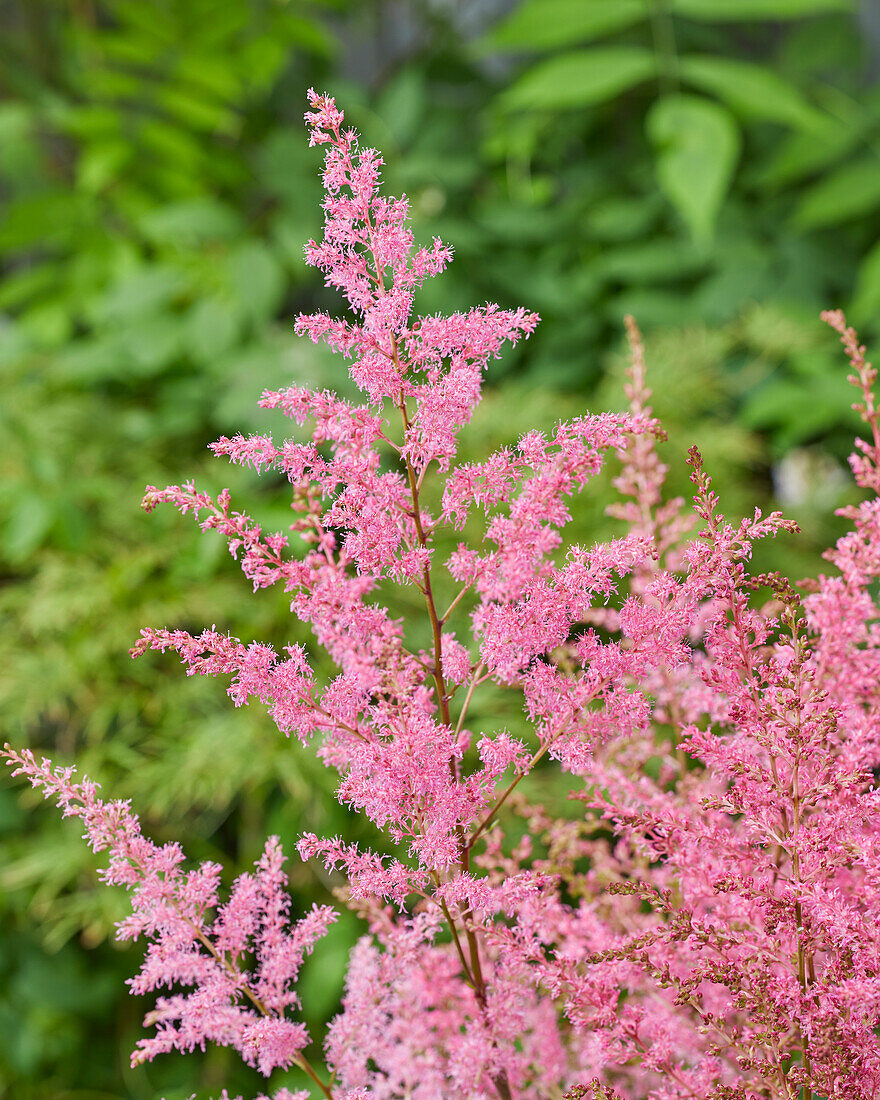 Astilbe Just Magic