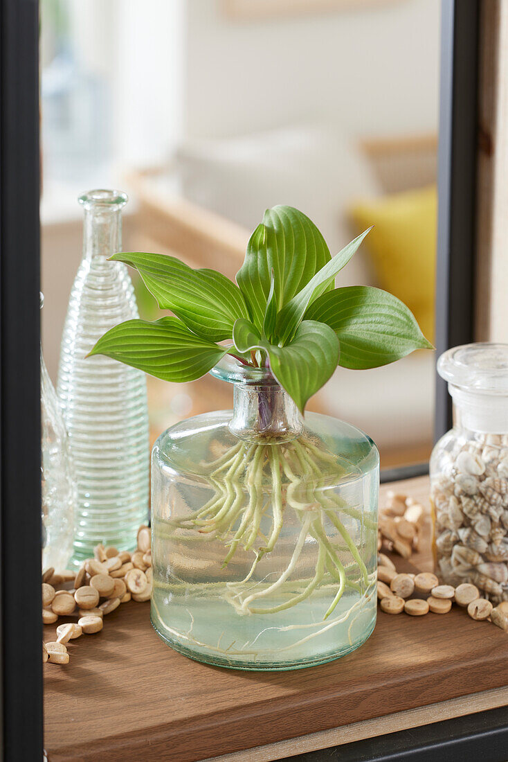 Hydroponic Hosta