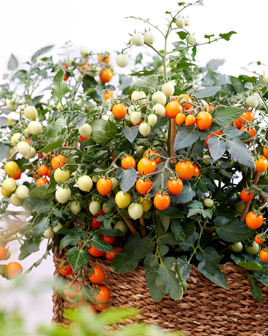 Solanum lycopersicum Avalanche Orange