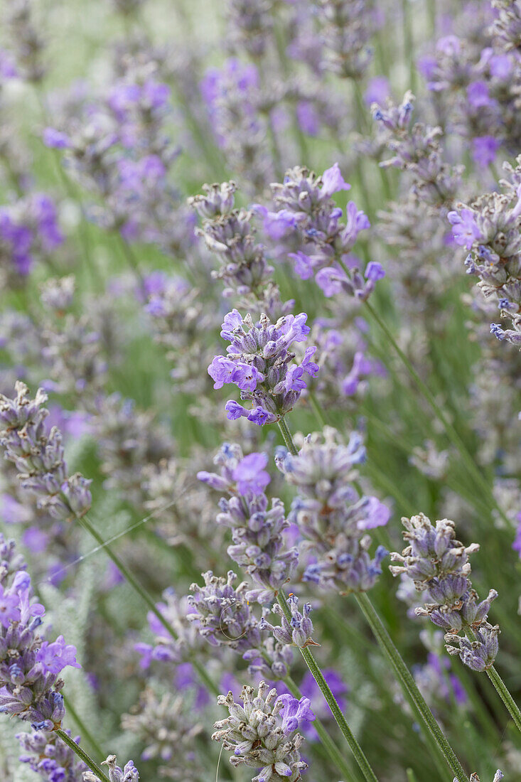 Echter Lavendel (Lavandula angustifolia) 'Grannys Bouquet'