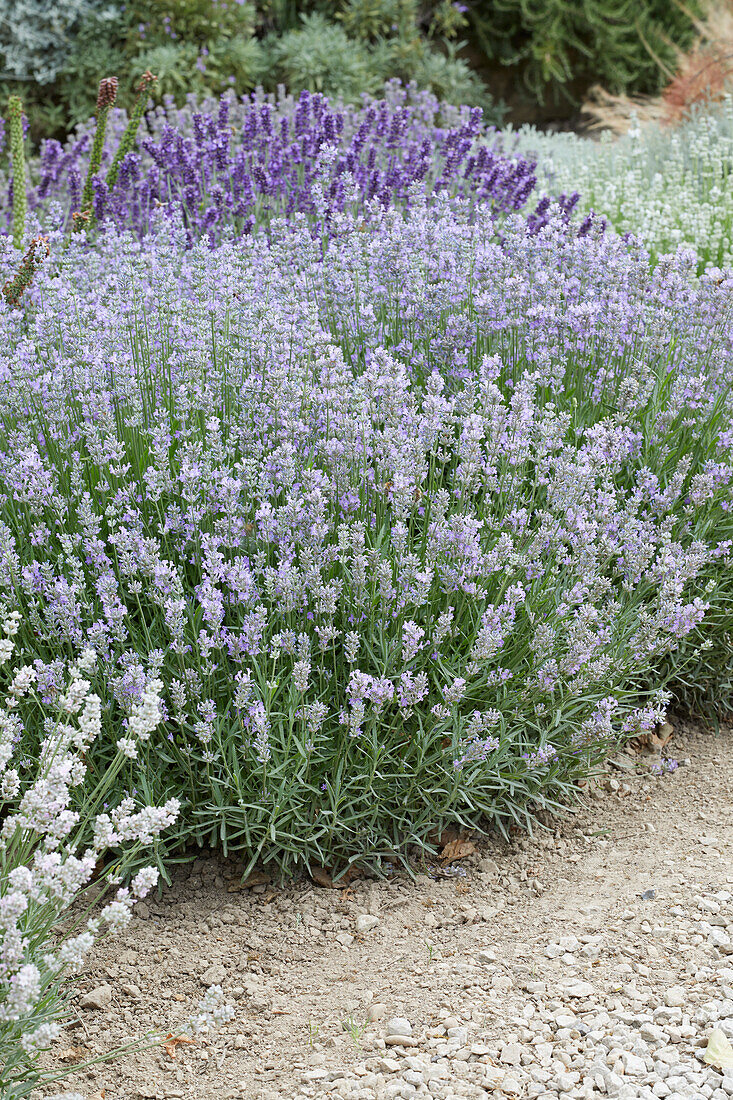 Echter Lavendel (Lavandula angustifolia) 'Little Lady'