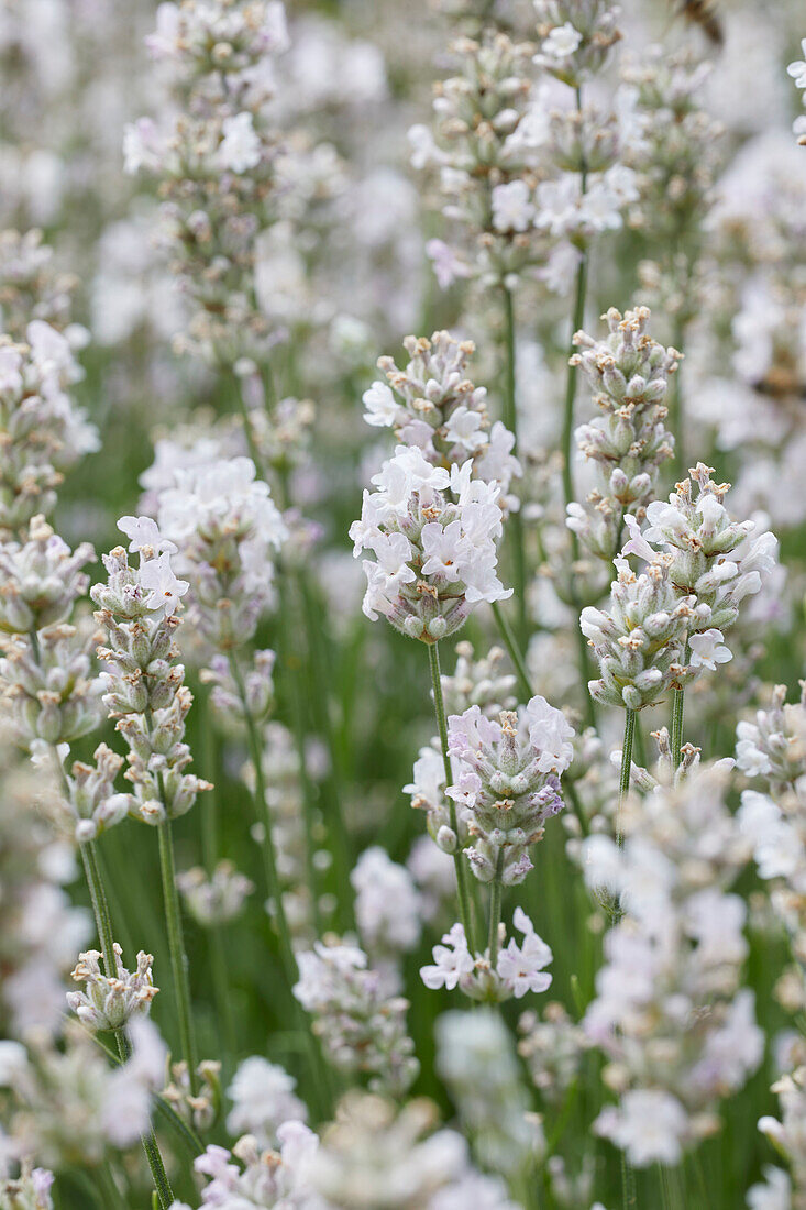 Echter Lavendel (Lavandula angustifolia) 'Melissa'