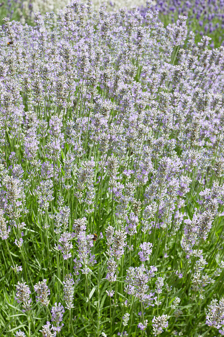 Echter Lavendel (Lavandula angustifolia) 'Little Lady'