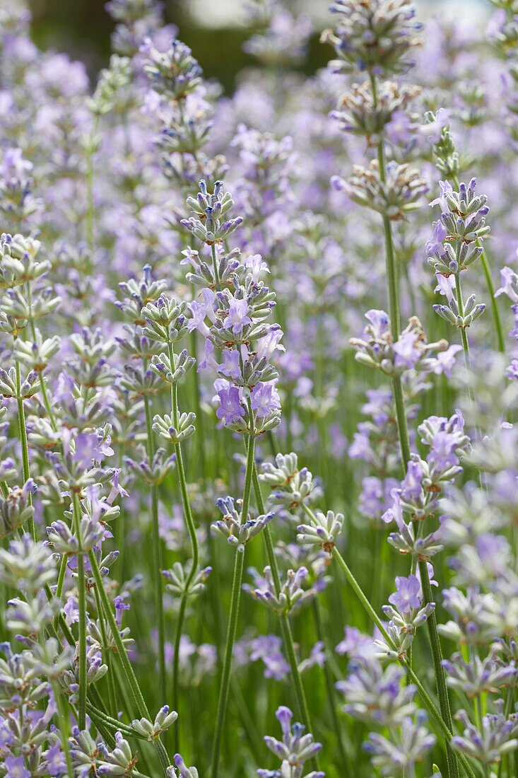 Echter Lavendel (Lavandula angustifolia) 'Twickel Purple'