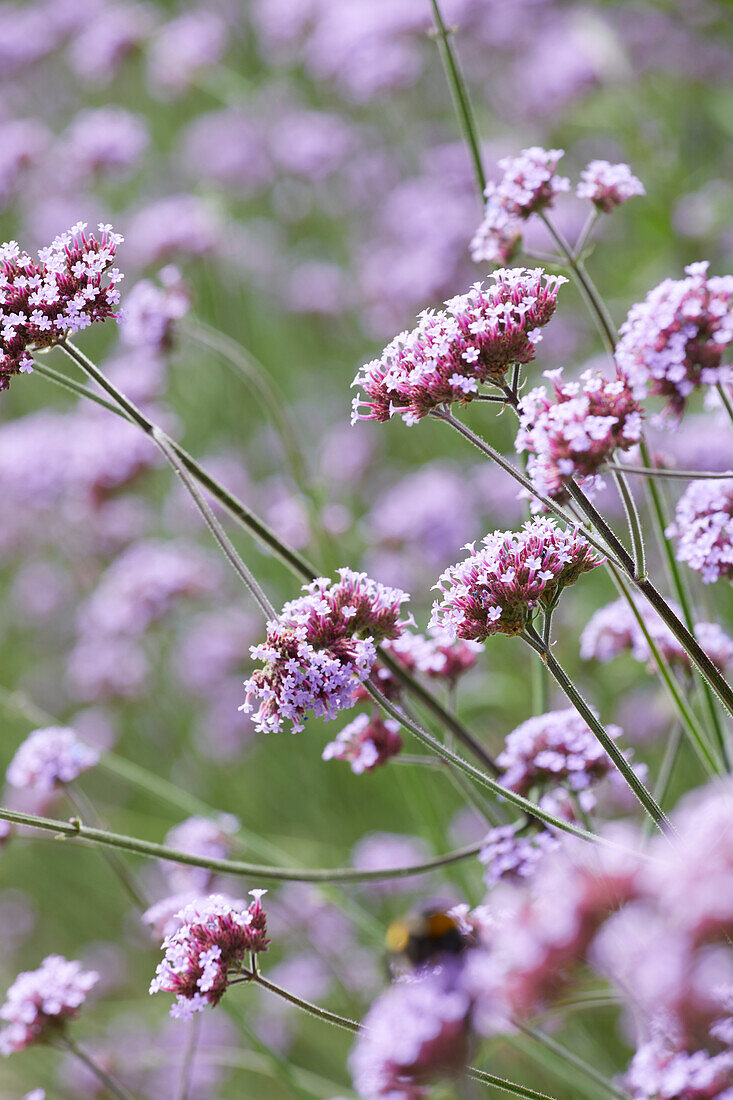 Patagonisches Eisenkraut (Verbena bonariensis)'