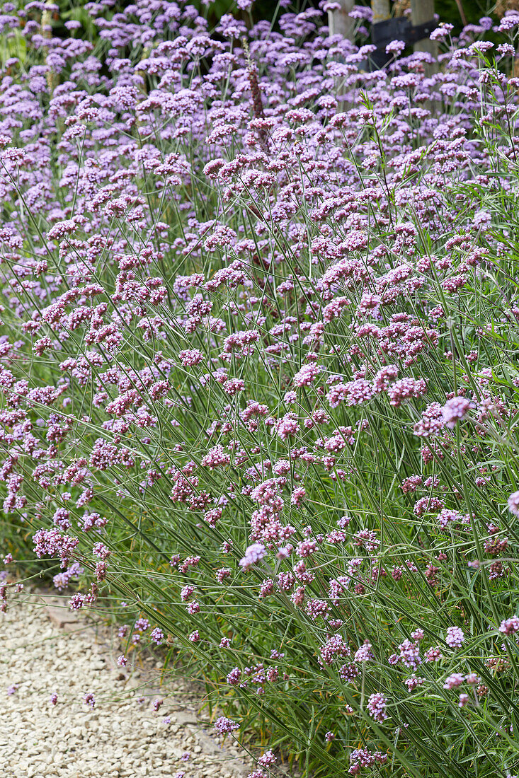 Patagonisches Eisenkraut (Verbena bonariensis)'