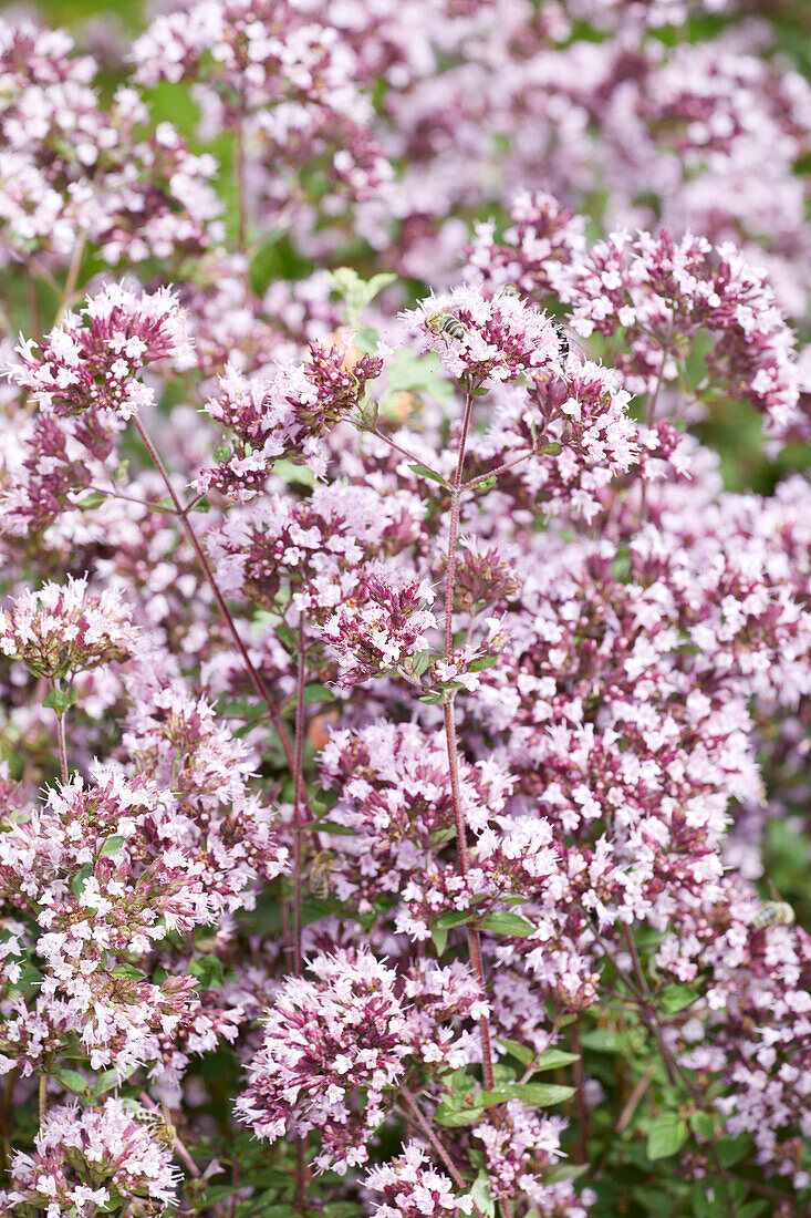 Oregano (Origanum vulgare) 'Gentle Breeze'