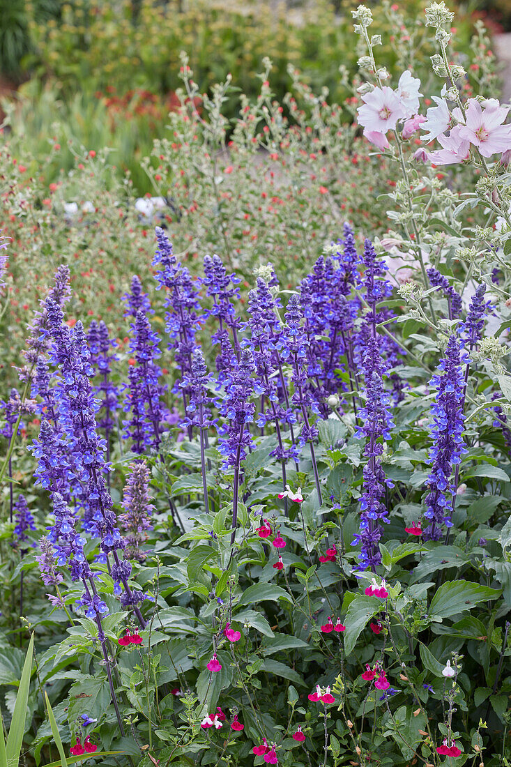 Salbei (Salvia) 'Mystic Spires'