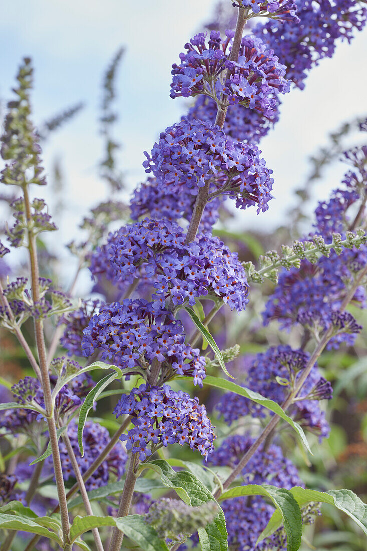 Lila blühender Schmetterlingsflieder (Buddleja)