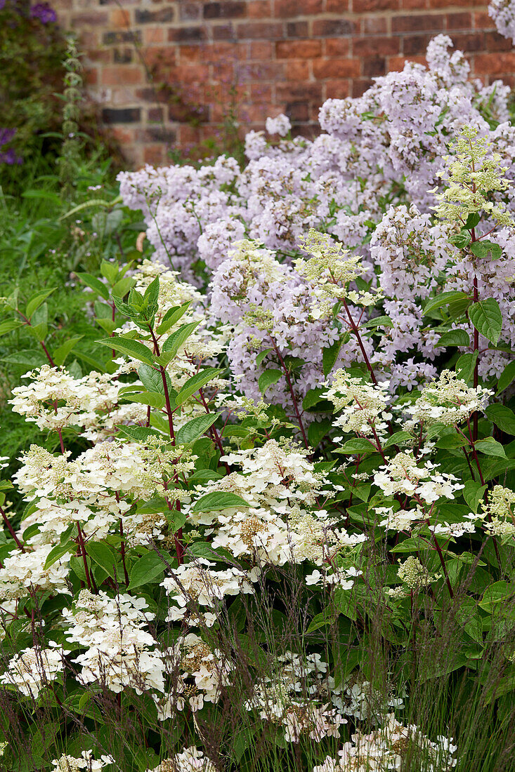 Hydrangea paniculata Wims Red