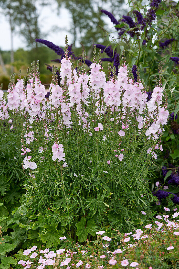 Sidalcea