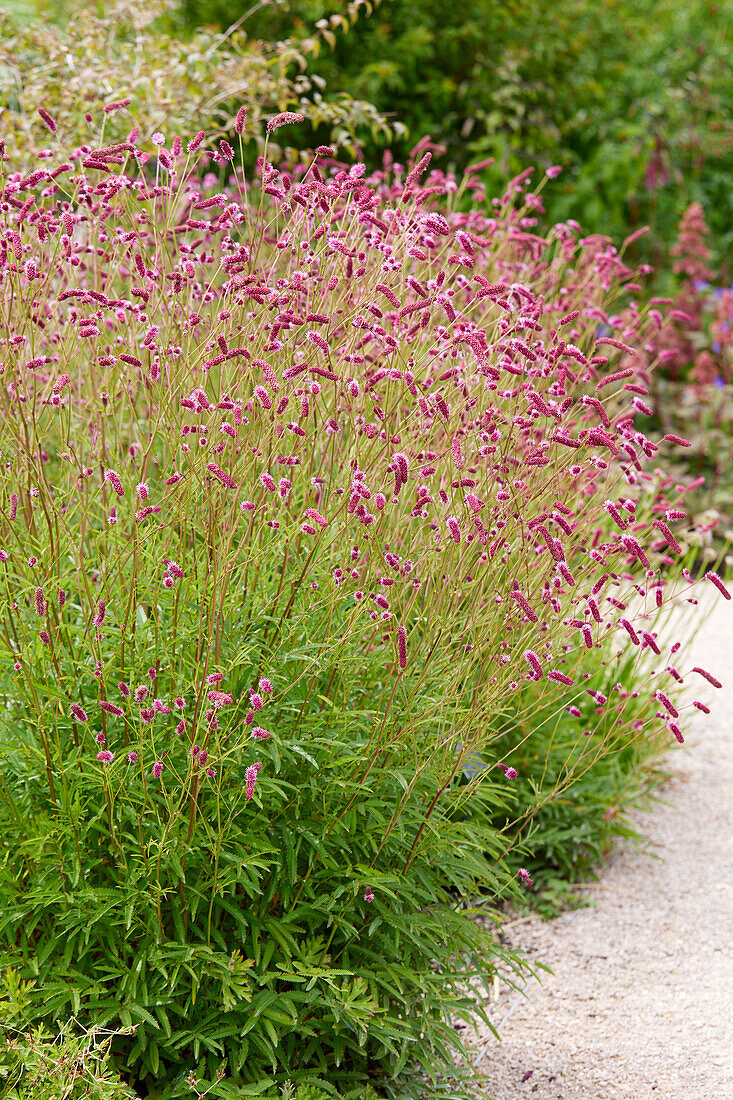 Sanguisorba tenuifolia Purpurea