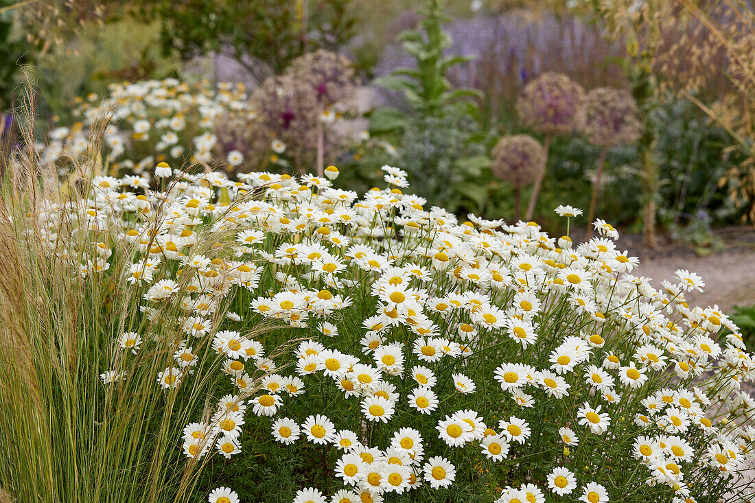 Anthemis Susanna Mitchell