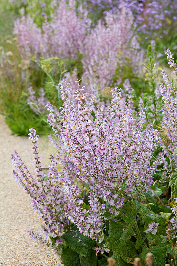 Salvia sclarea