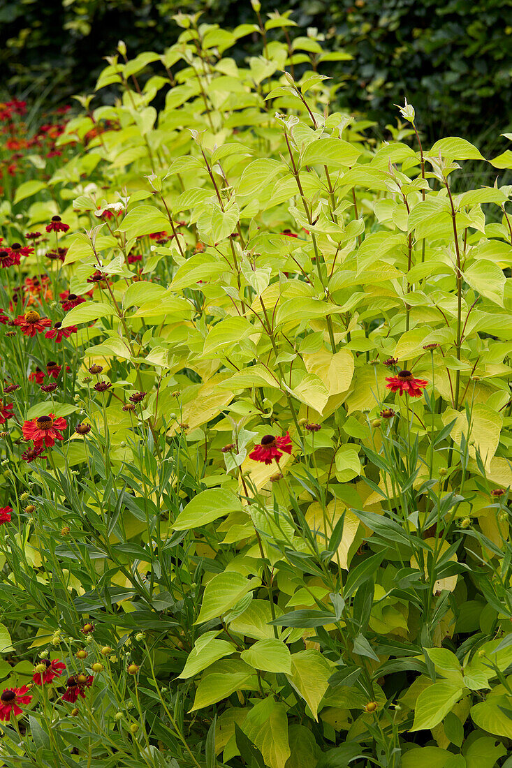 Gold-Hartriegel (Cornus alba) 'Aurea