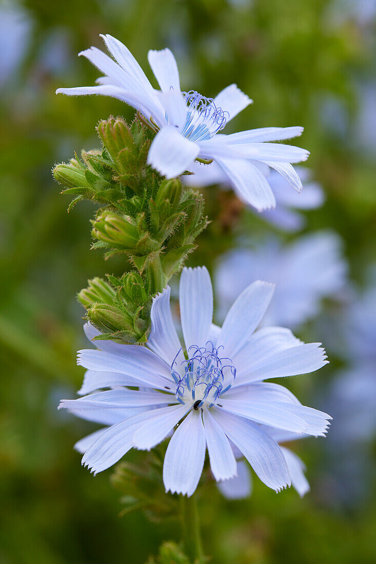 Cichorium intybus