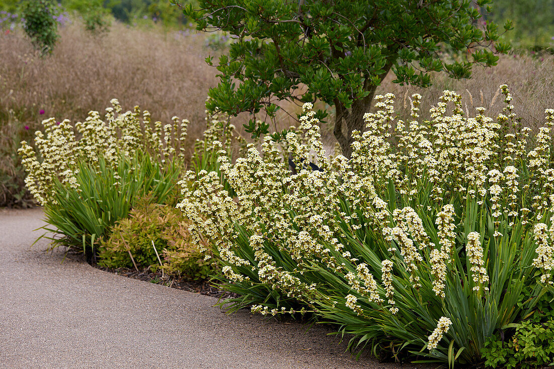 Sisyrinchium striatum