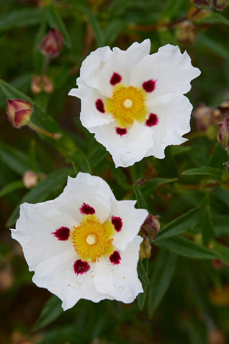 Cistus x dansereaui Jenkyn Place