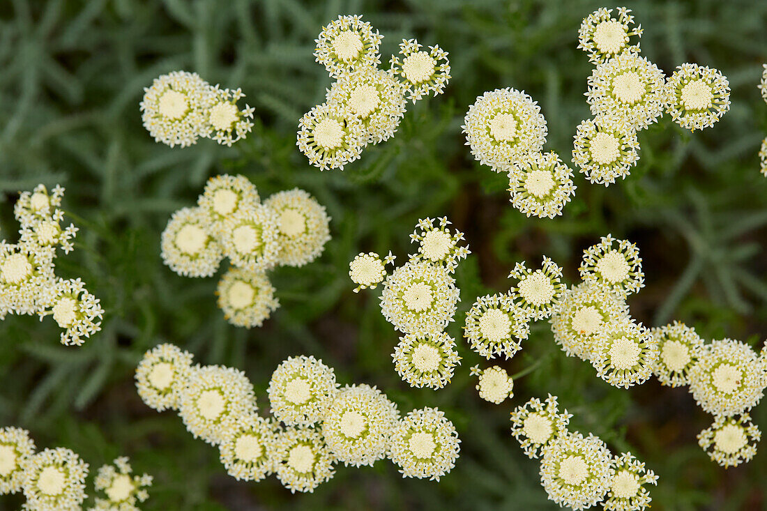 Gefiedertes Heiligenkraut (Santolina pinnata) 'Edward Bowles'