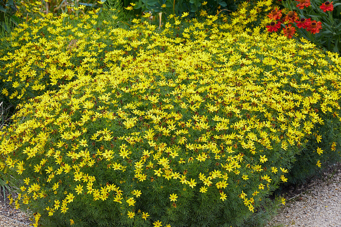 Coreopsis verticillata