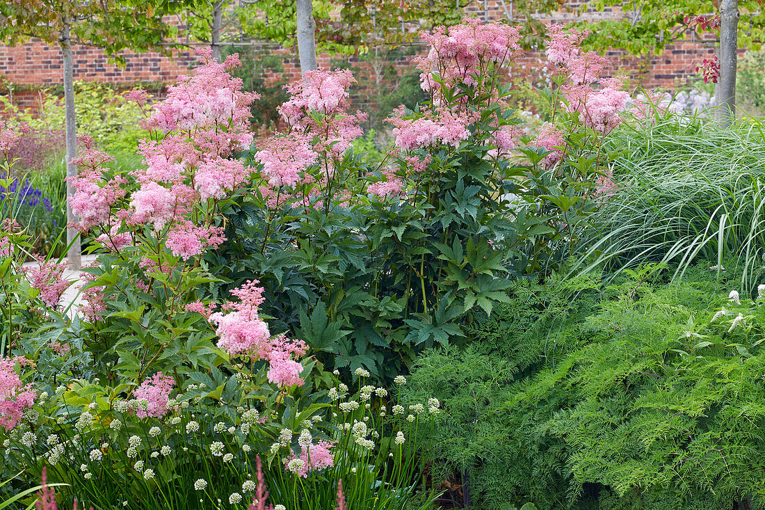 Zierlauch (Allium) 'Millenium', Rote Spierkerze (Filipendula rubra)