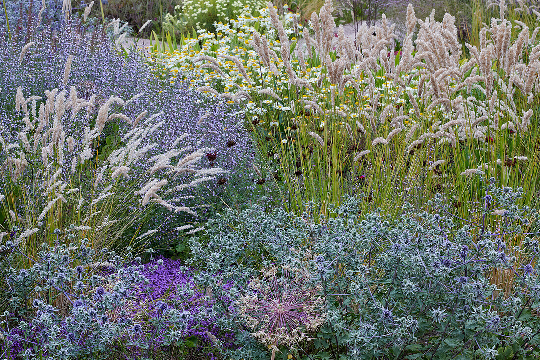 Purple flowering perennial garden