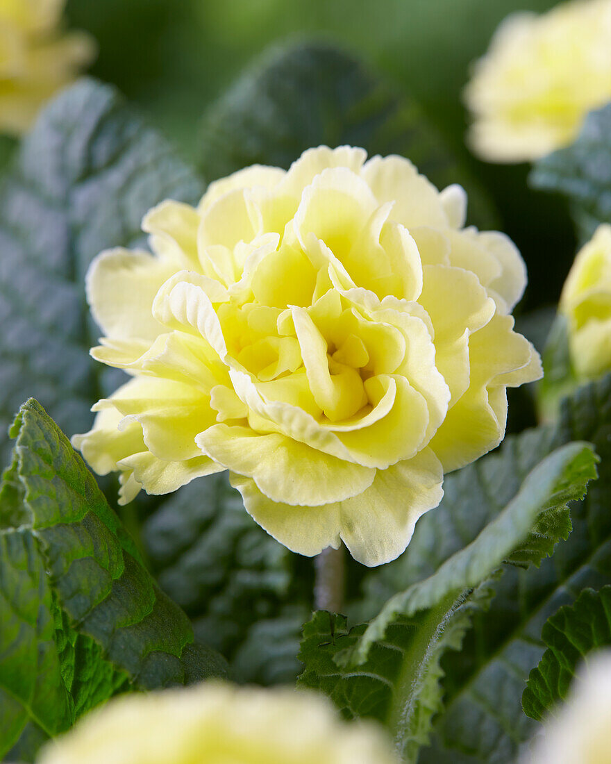 Primula PrimaRosa Light Yellow