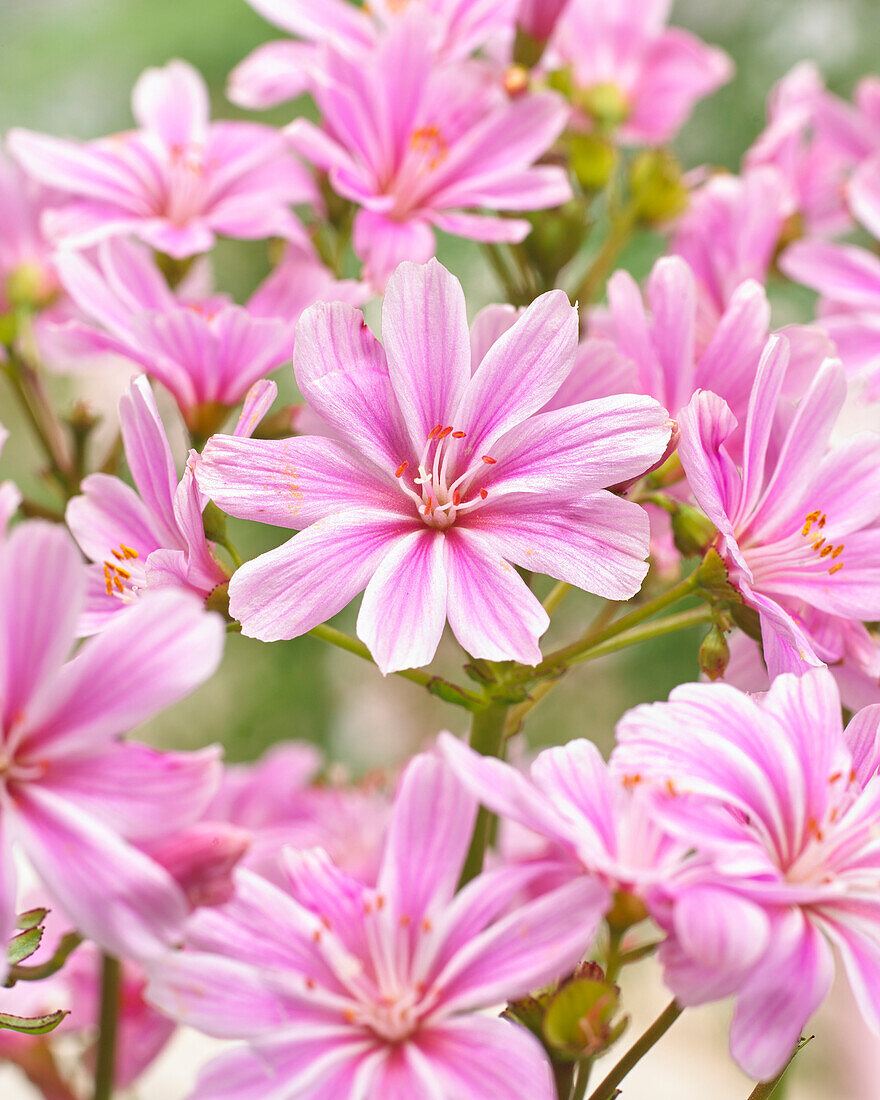 Lewisia Pink