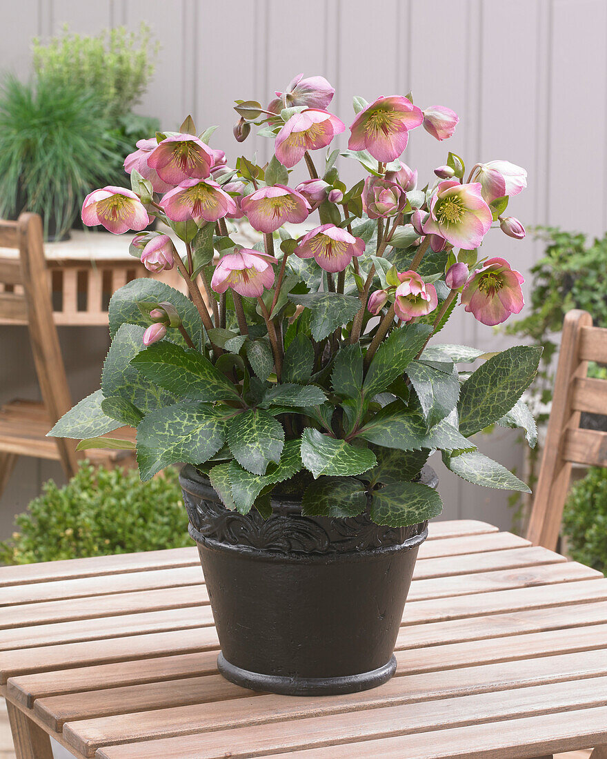 Helleborus Frostkiss™ Dorothy’s Dawn®