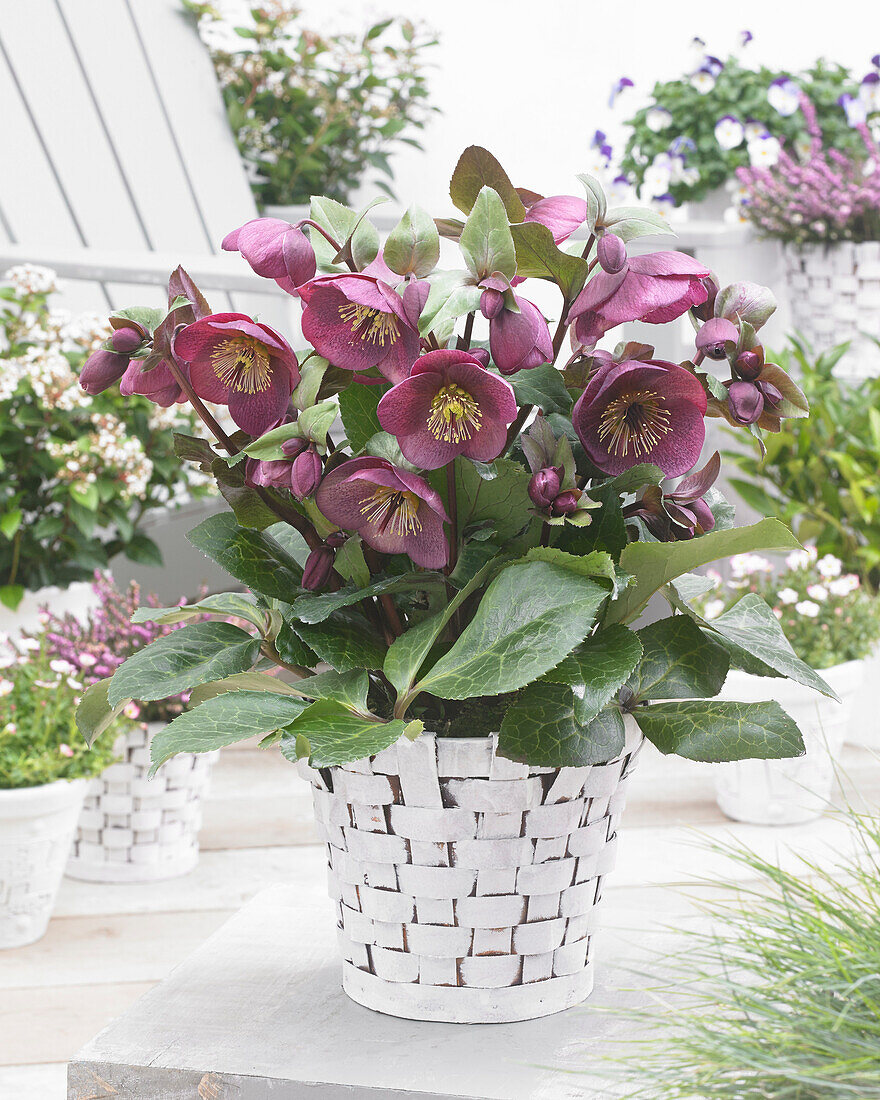 Christrose (Helleborus) 'Frostkiss™ Charmer®'