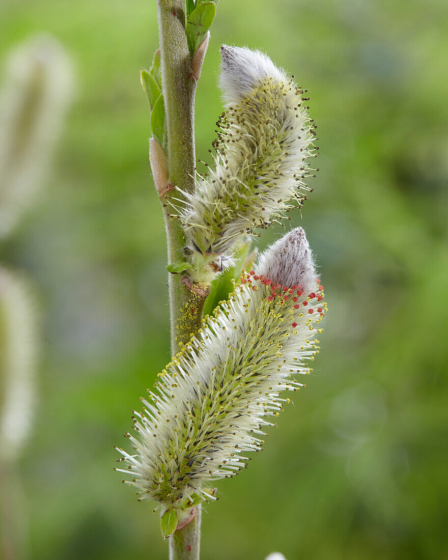 Schwarzkätzchenweide (Salix gracilistyla) 'Melanostachys'