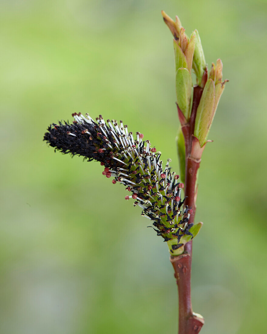 Rosa Kätzchenweide (Salix gracilistyla)