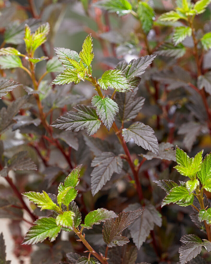 Physocarpus opulifolius Little Joker