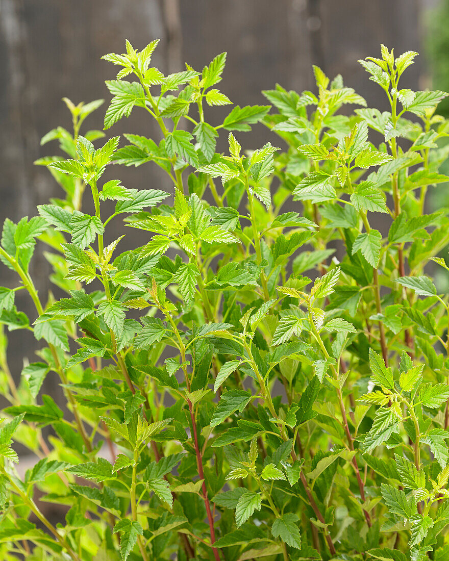 Physocarpus opulifolius Little Greeny