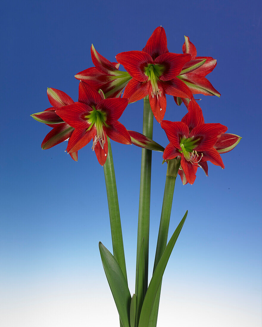 Hippeastrum Red Beauty