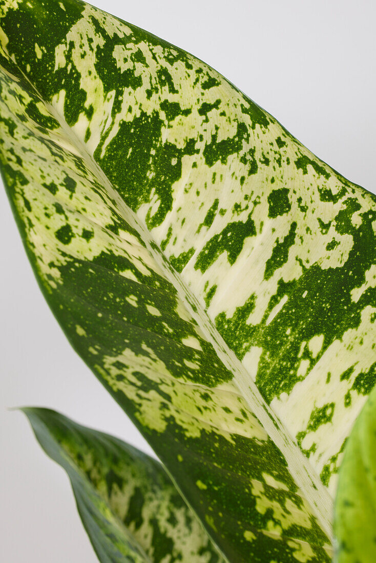 Dieffenbachia Banana