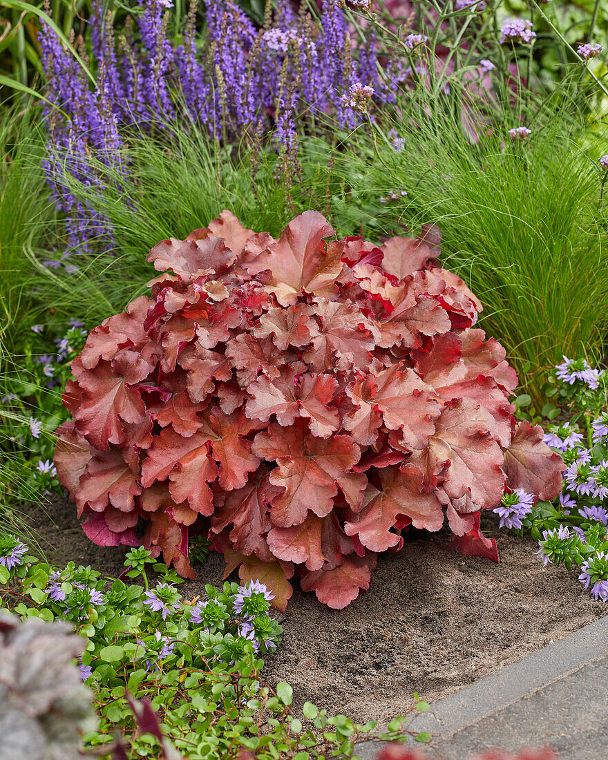 Heuchera Boysenberry