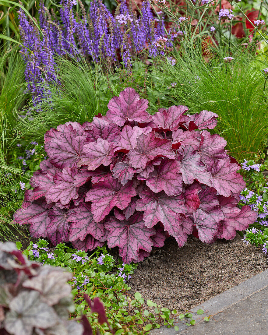 Heuchera Wild Rose